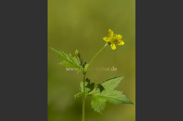 Fokus-Natur Bild