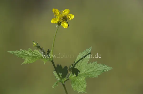 Fokus-Natur Bild