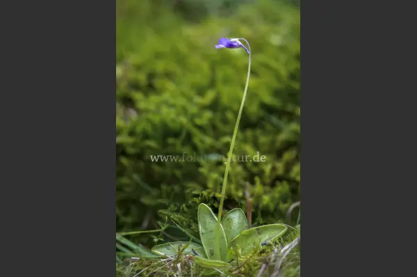 Fokus-Natur Bild