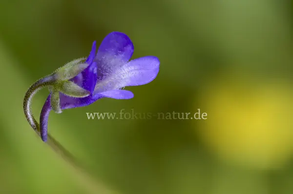 Fokus-Natur Bild
