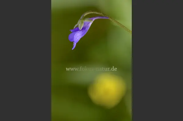 Fokus-Natur Bild