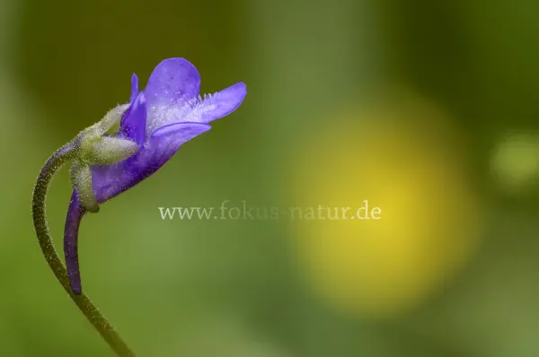 Fokus-Natur Bild