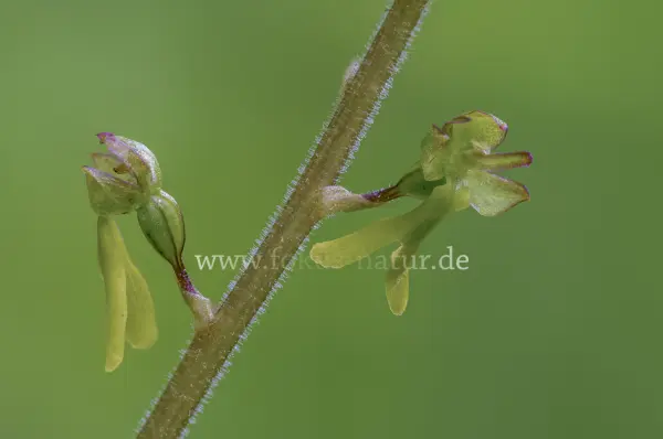 Fokus-Natur Bild