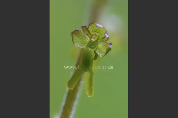 Fokus-Natur Bild