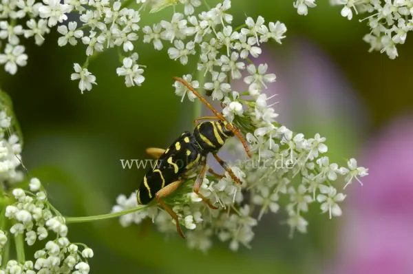 Fokus-Natur Bild