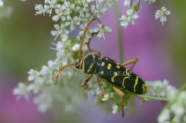 Fokus-Natur Bild