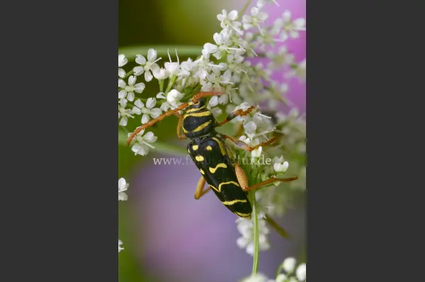 Fokus-Natur Bild