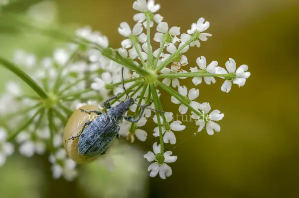 Fokus-Natur Bild