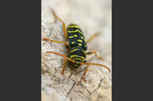 Fokus-Natur Bild