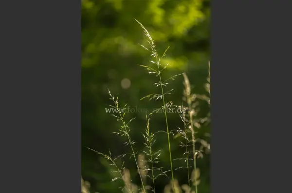 Fokus-Natur Bild