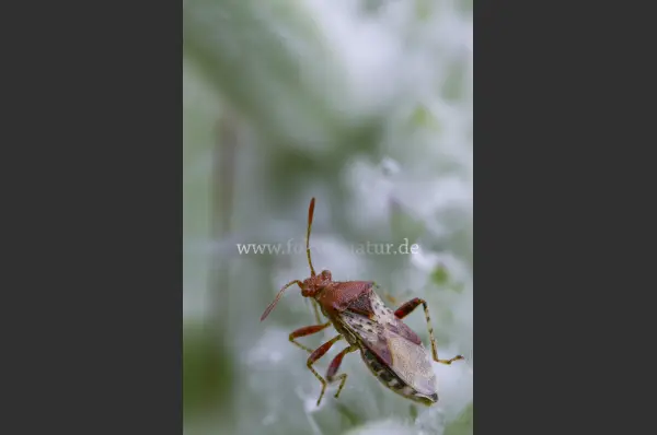Fokus-Natur Bild