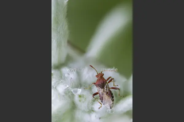 Fokus-Natur Bild