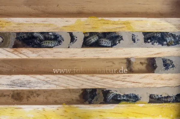 Fokus-Natur Bild