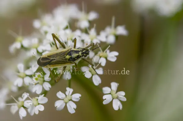 Fokus-Natur Bild