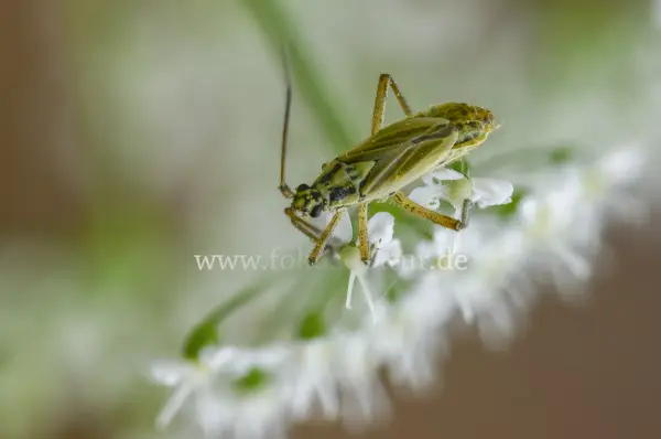 Fokus-Natur Bild