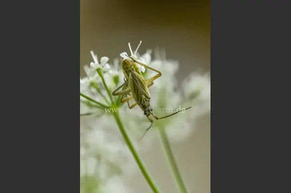 Fokus-Natur Bild