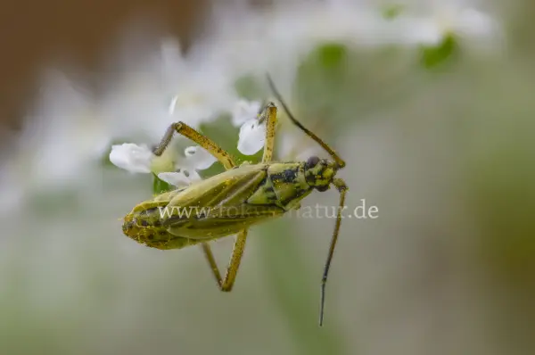 Fokus-Natur Bild