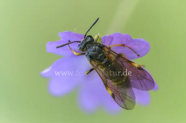Fokus-Natur Bild