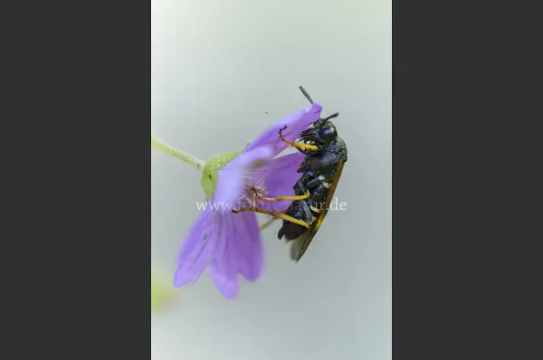 Fokus-Natur Bild