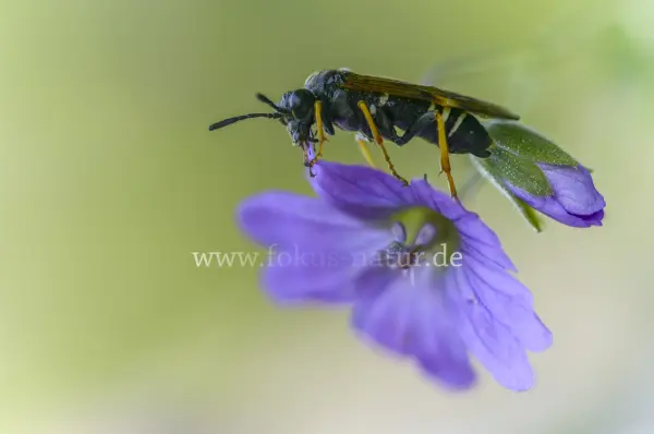Fokus-Natur Bild