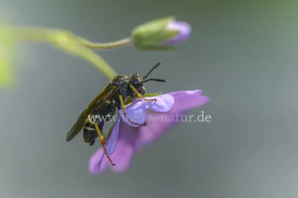 Fokus-Natur Bild