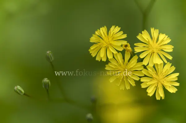 Fokus-Natur Bild