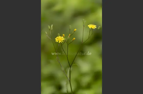 Fokus-Natur Bild