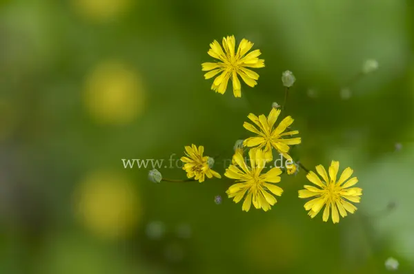 Fokus-Natur Bild
