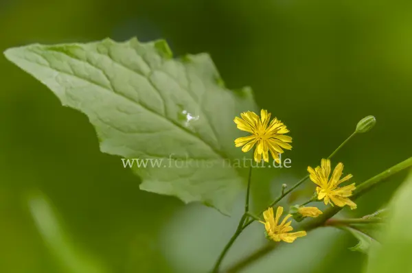 Fokus-Natur Bild