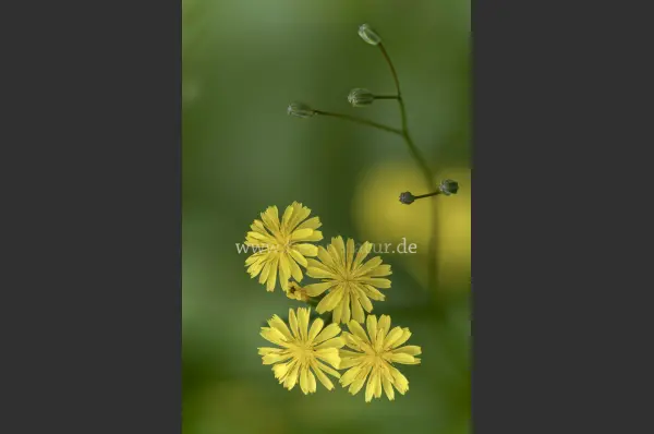 Fokus-Natur Bild