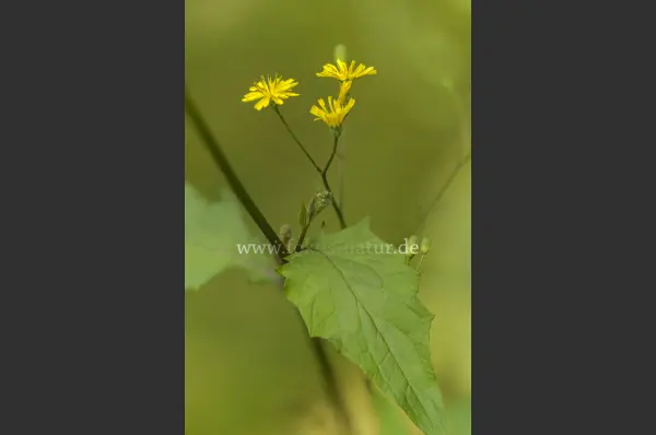 Fokus-Natur Bild