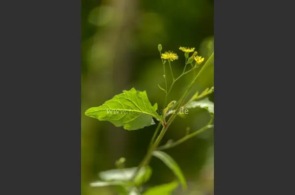 Fokus-Natur Bild