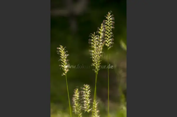 Fokus-Natur Bild
