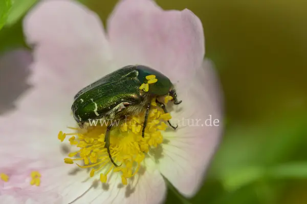 Fokus-Natur Bild