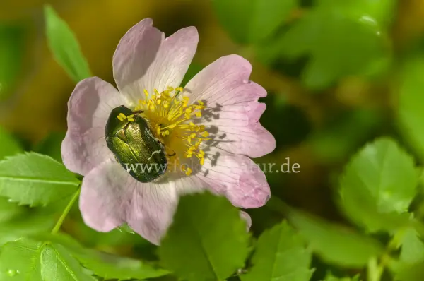 Fokus-Natur Bild