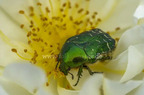 Fokus-Natur Bild
