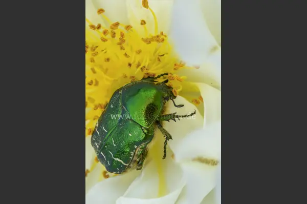 Fokus-Natur Bild