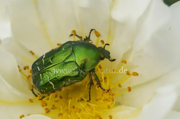 Fokus-Natur Bild