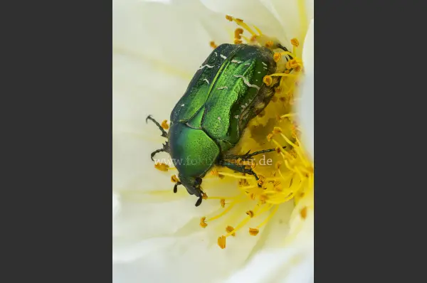 Fokus-Natur Bild