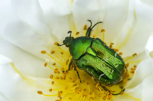 Fokus-Natur Bild