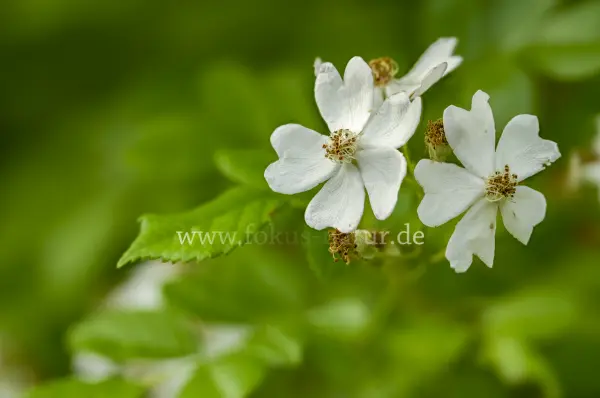 Fokus-Natur Bild