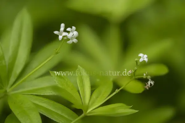 Fokus-Natur Bild