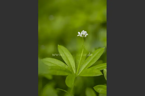 Fokus-Natur Bild