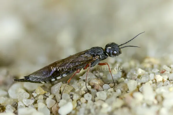 Fokus-Natur Bild
