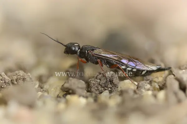 Fokus-Natur Bild