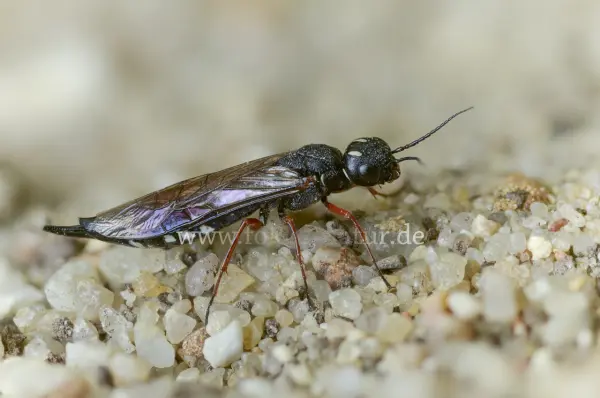 Fokus-Natur Bild
