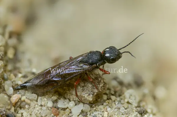 Fokus-Natur Bild