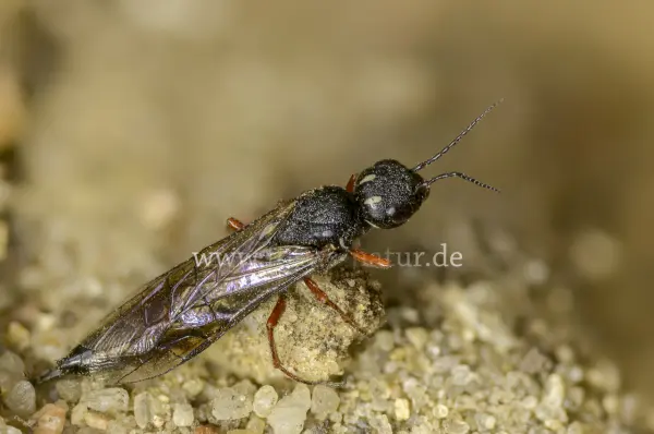Fokus-Natur Bild
